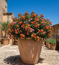 Pflanzkübel - Vase - XXL -
