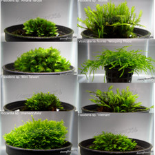 ⭐ 30 VARIANTEN AQUARIUM MOOS SORTIMENT / BIS ZU 90% RABATT / B-WARE Reduziert