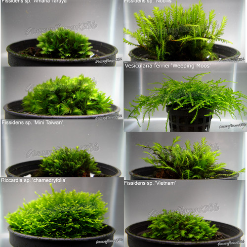 Varianten aquarium moos - aquarium,