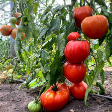 Tomatensamen (7+ Samen); ukrainische Sorte "King Kong ", aus 2025