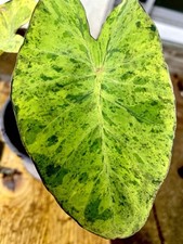 Colocasia Mojito 