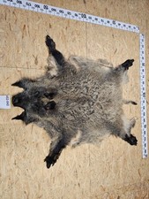 Wildschwein Fell XL Natur