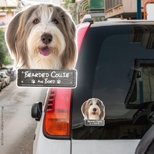 Bearded Collie an Bord