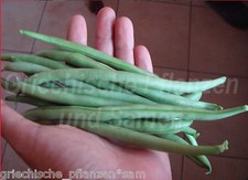 🔥 FASOLD * Stangen-Bohne * Rekorderträge 20 Samen * Bohnen fadenlos