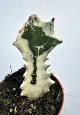 Euphorbia Trigona Ghost Kaktus  M4