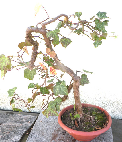 Bonsai outdoor efeu hedera - outdoor,