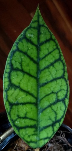 Rare hoya callistophylla sp - rare,