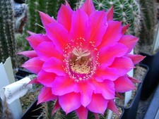Echinopsis Hybride hybrid " Sorceress "   3cm x 4cm   Cactus Kaktus