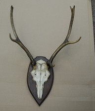 7-Ender 8-Ender Rothirsch 72 cm Stangen Hirschgeweih Trophäe von 5.9.1957