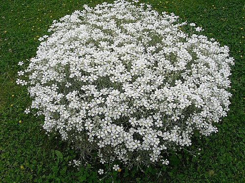 Filziges hornkraut cerastium - filziges, (cerastium