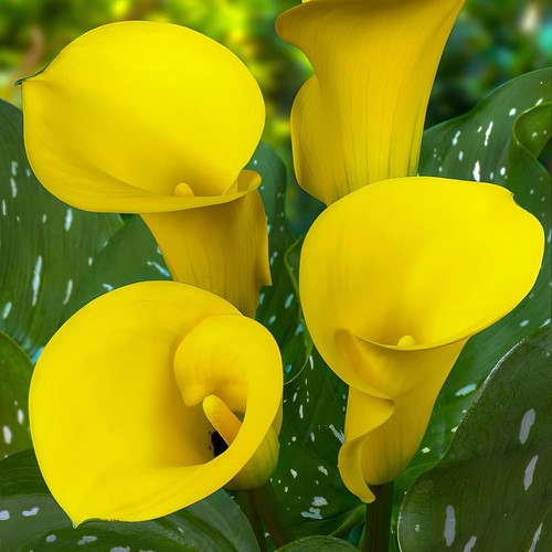 Calla lilien zwiebeln - calla,