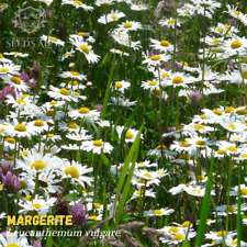 100.000 Samen Wiesen-Margerite WILDFORM Leucanthemum vulgare Mehrj. Oxeye Daisy