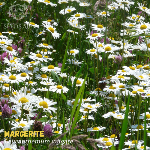 100 000 samen wiesen - 100.000, margerite