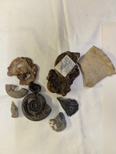 Sammlung von Fossilien,