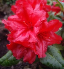 Kleinwüchsiger rhododendron - kleinwüchsiger,