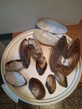 Konvolut-Teichmuscheln,Ostseemuscheln leer zur Dekoration oder Basteln