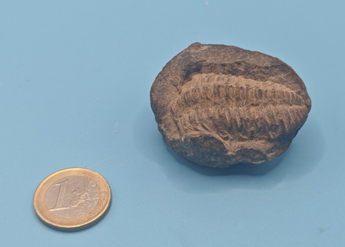 Trilobiten fossil auf matrix - auf,