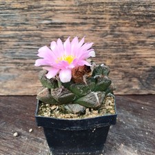 Ariocarpus lloydii wurzelecht