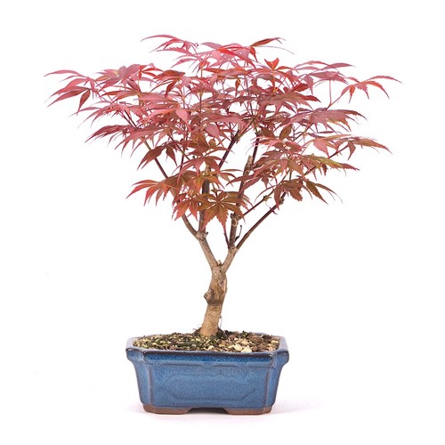 Bonsai fächer ahorn - fächer-ahorn, 'acer
