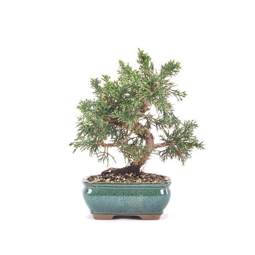 Bonsai chinesischer wacholder - bonsai,