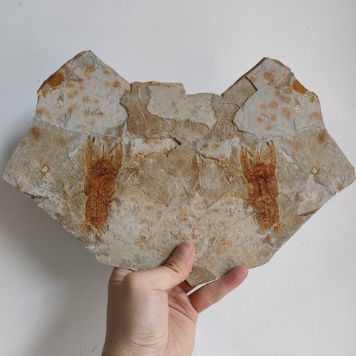 Urzeitkrebs fossil krabbs - urzeitkrebs,
