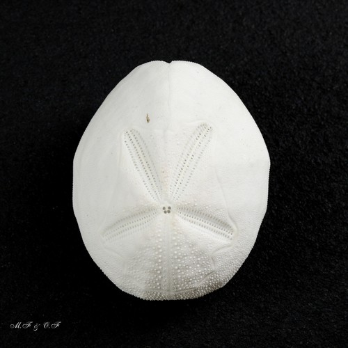 Seeigel sea urchin brissidae - urchin,