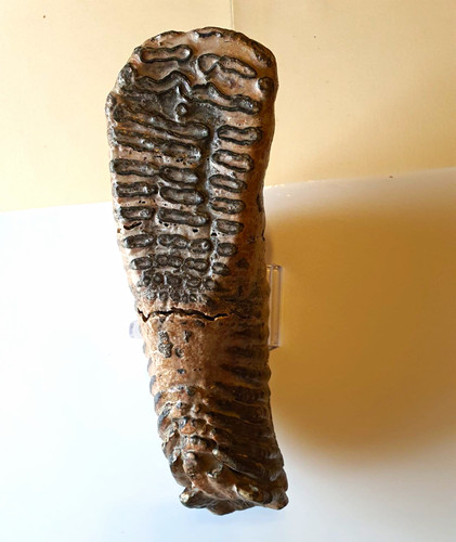 Trilobiten fossil braun - fossil, –