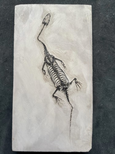 Keichousaurus aus china - aus,