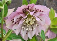 Lenzrose gefüllte Blüte Pflanze Christrose Helleborus orientalis winterhart