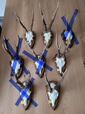 1A Rehgeweihe, Rehgeweih