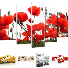 Bilder Mohnblumen auf der