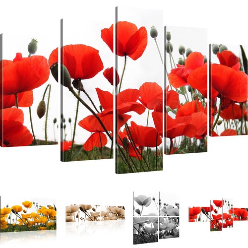 Bilder mohnblumen auf der - bilder,