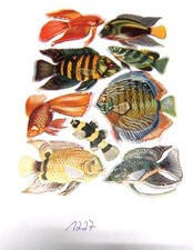 Glanzbilder Oblaten DDR