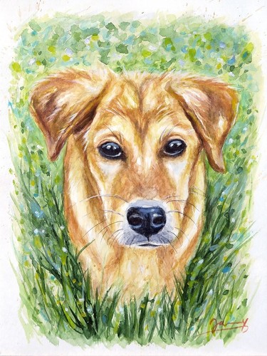 Hund gras tierbild 24x32 - im,