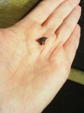 scout trooper EC-17 blaster