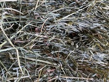 10 LBS. Orchard Grass Hay