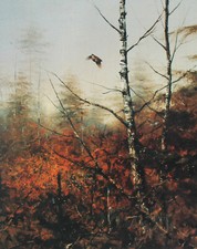 Waldschnepfe Kunstdruck  42 x