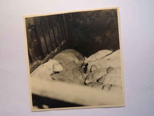 Schweine sau mit - schweine, im