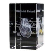 Herzmodell Medizinische Souvenir-Geschenke Anatomische Figuren K3A14462