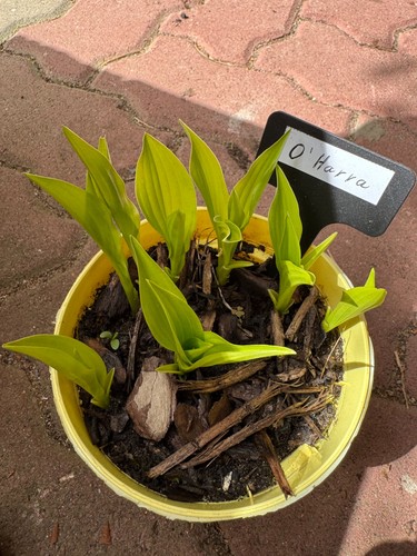 Hosta funkie o harra - funkie, o'harra