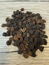 Taigawurzel Sibirischer