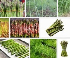 Spargel samen mix po - -,