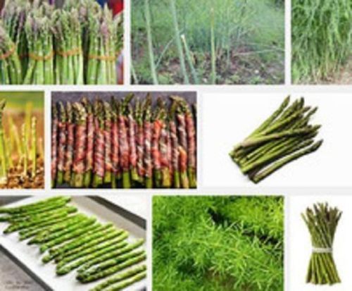Spargel samen mix - samen, ---