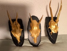 Kleine, goldfarbene Rehgeweihe