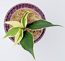 Hoya Polyneura Albo Variegata