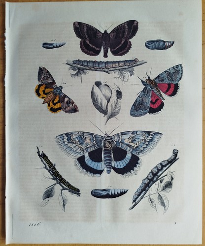 Schmetterlinge eulenfalter - schmetterlinge,