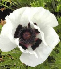 Türkischer Mohn Royal Wedding