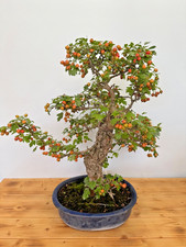 Bonsai Weissdorn Nr 5209 blühend Laub abwerfend Früchte robust pflegeleicht