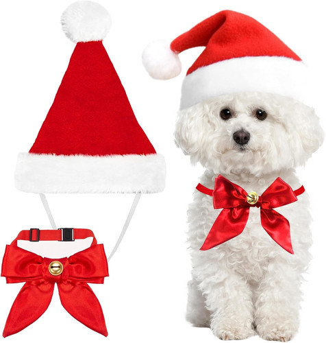 Katzen hunde - katzen,
