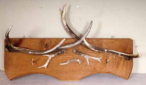 Schöne jagdliche